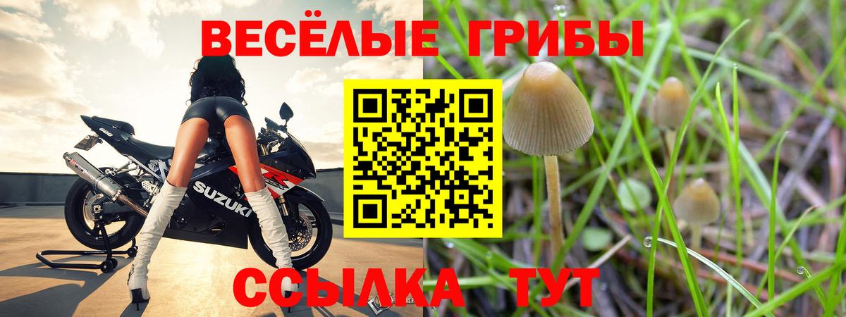 Псилоцибиновые грибы Psilocybe Долгопрудный